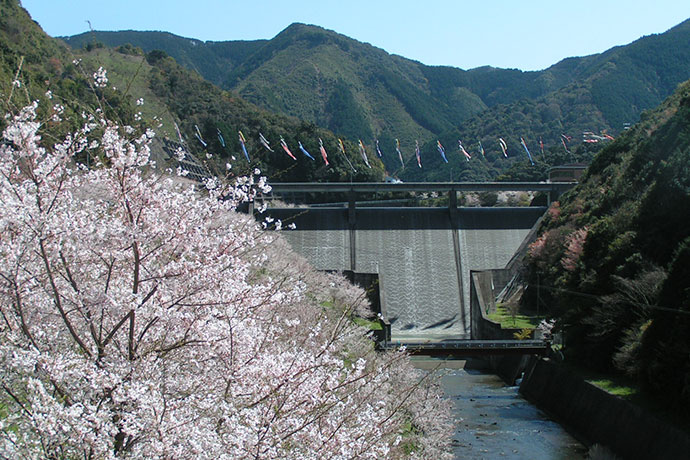 ダムと桜