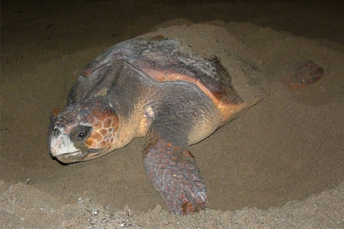 産卵するアカウミガメ