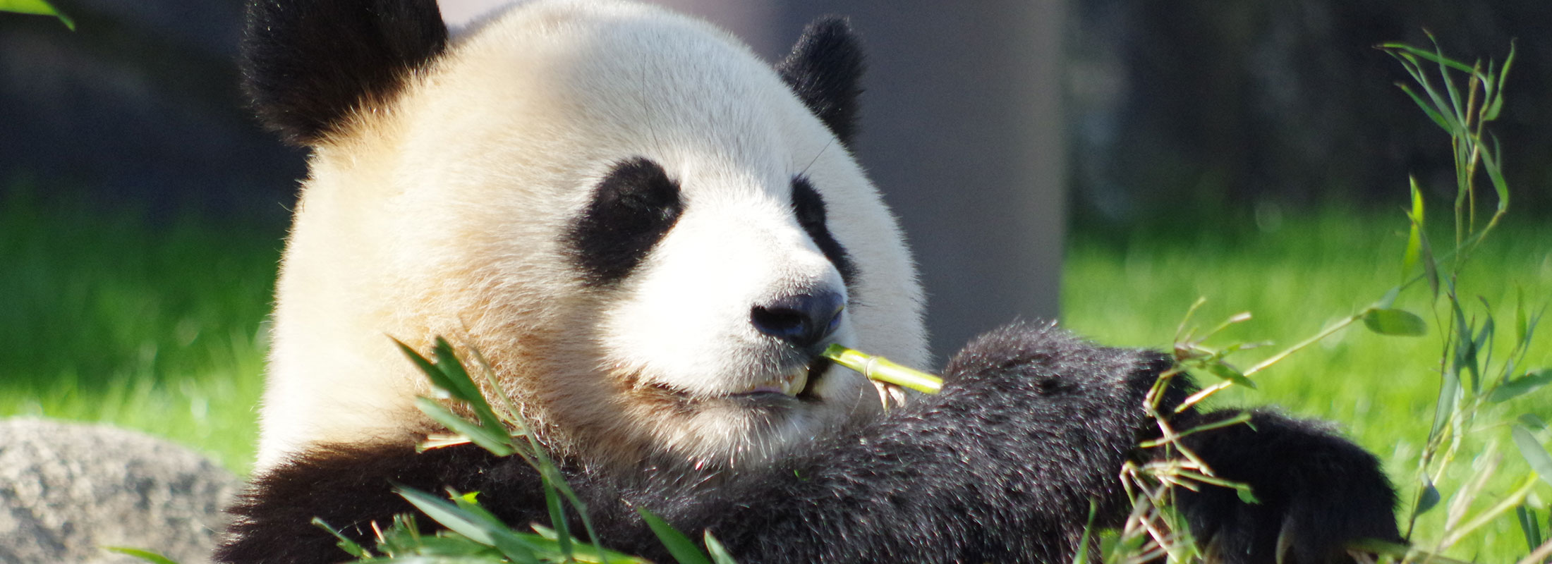 アドベンチャーワールド