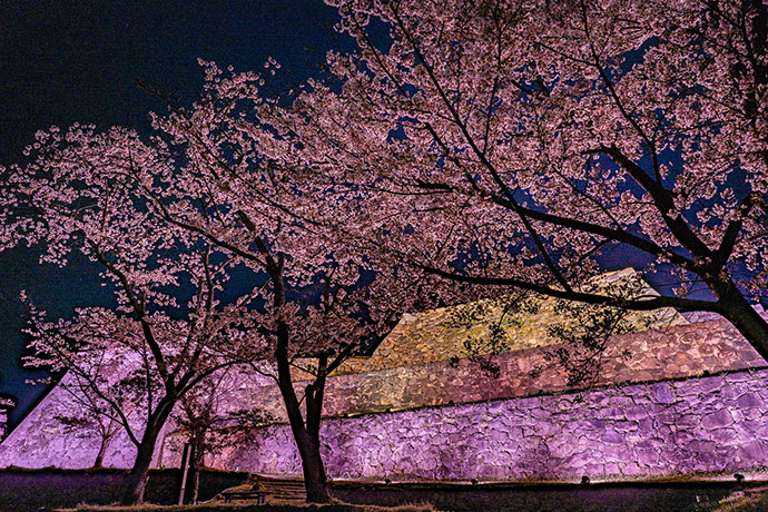 米子城石垣（春・ライトアップ）