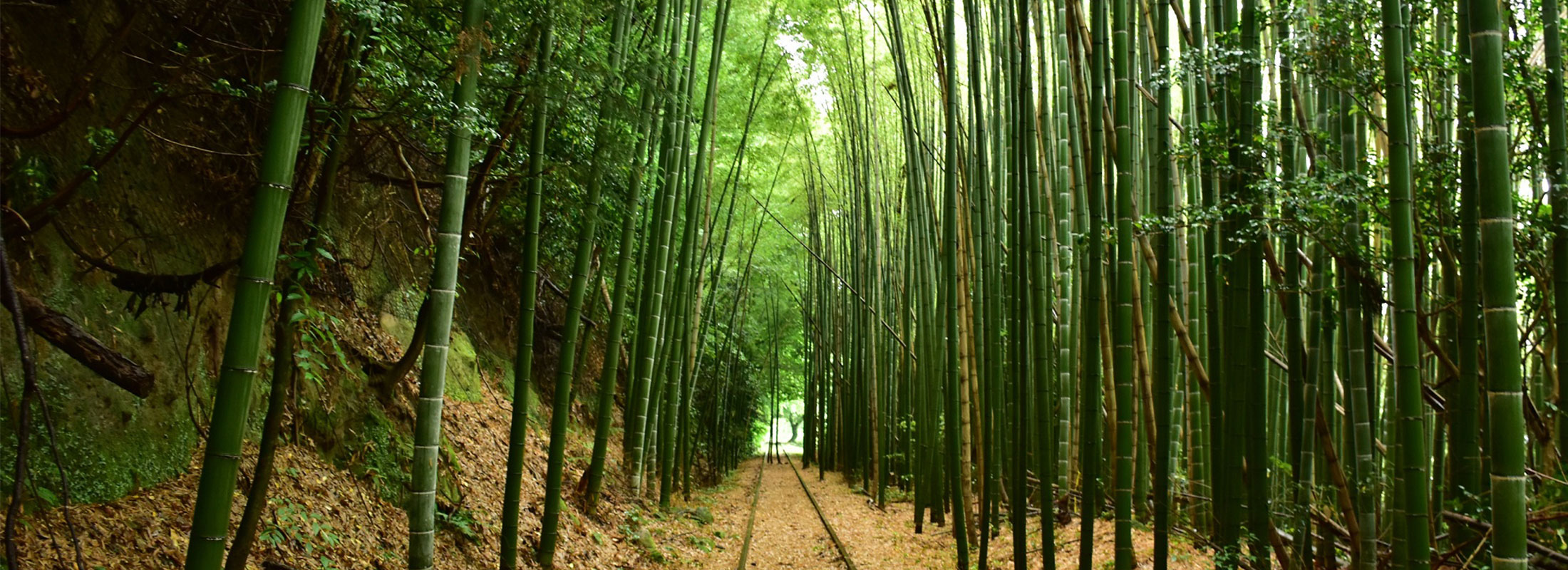 廃線跡竹林