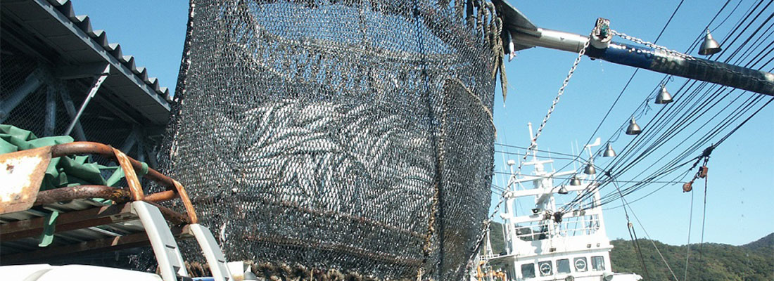 魚の水揚げ