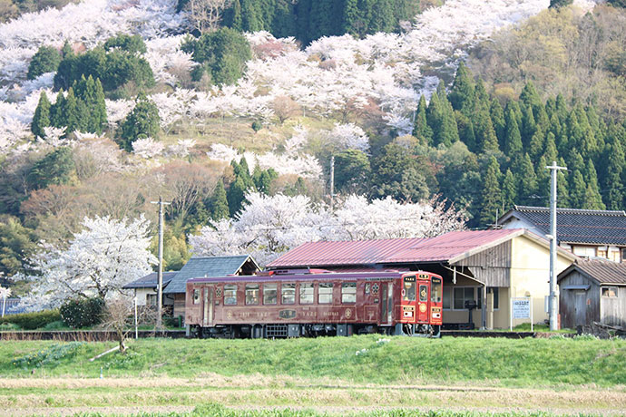 桜を見上げて走る観光列車「八頭号」