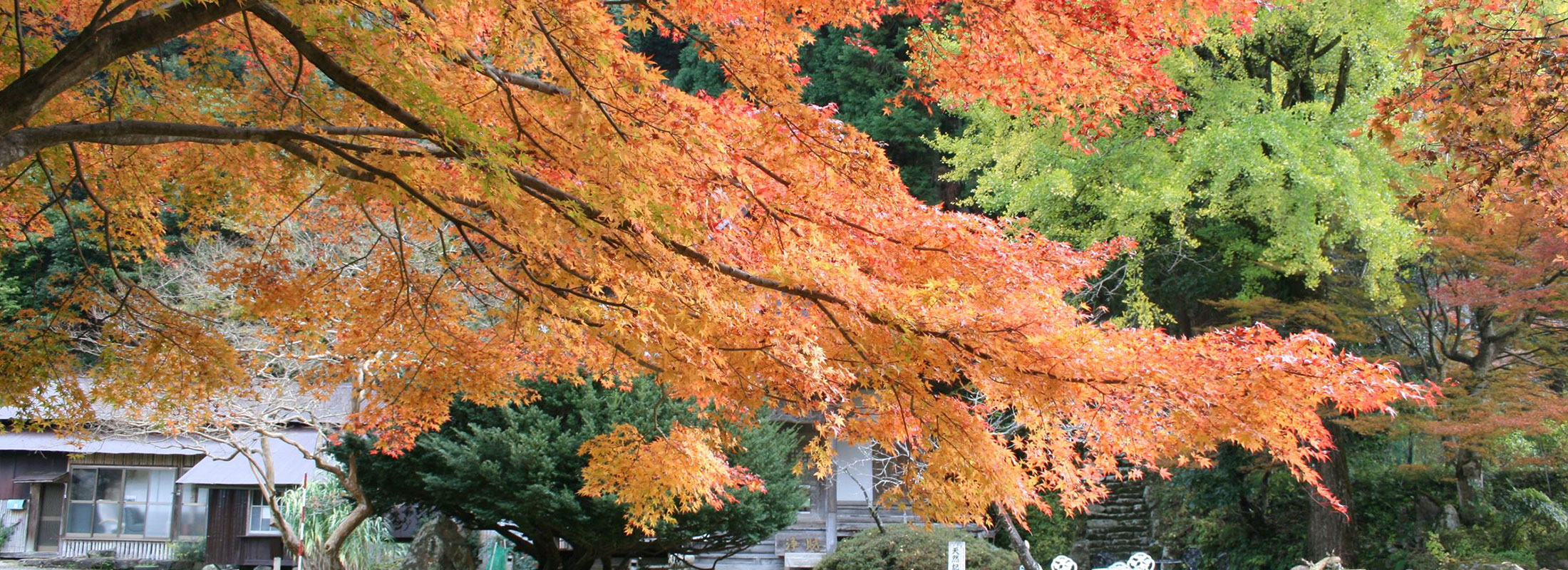 清徳寺の紅葉