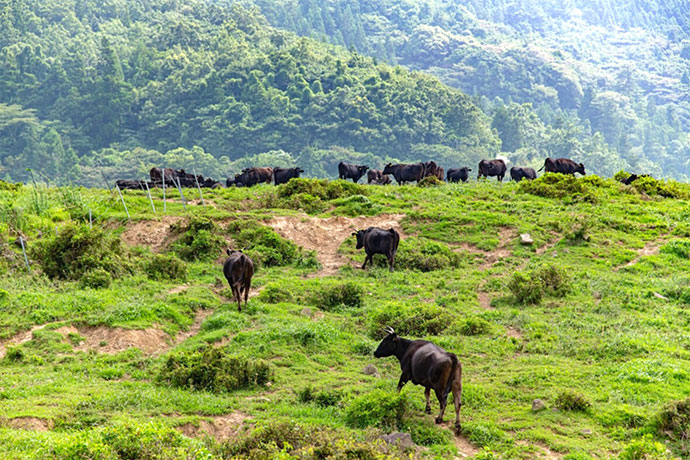 雄大な自然で放牧される牛たち