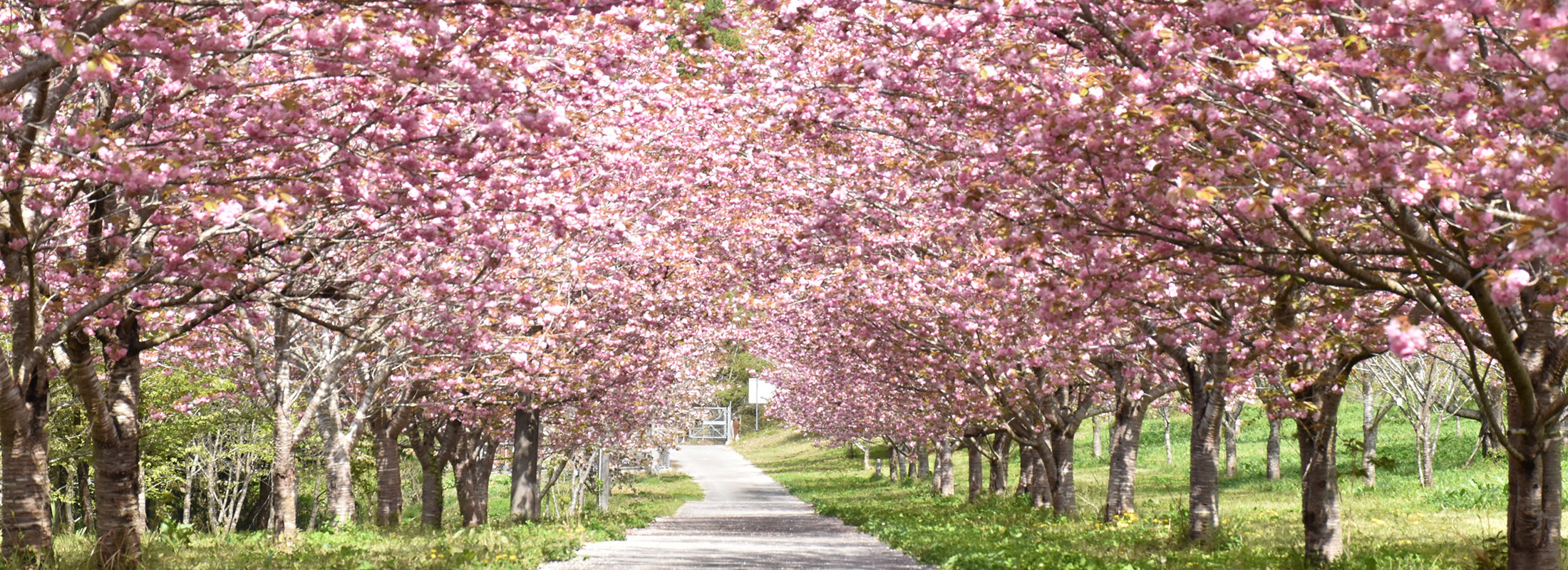 01_春_羅生門さくら公園(草間)