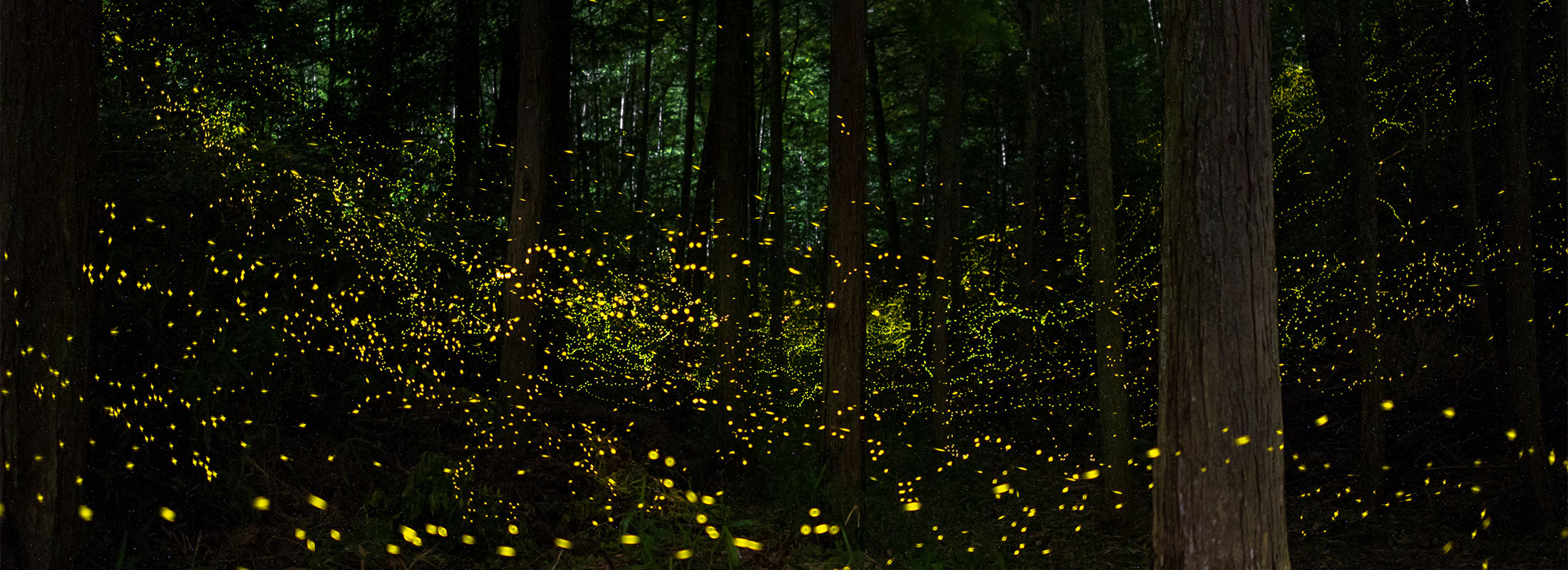 02_夏_47輝き(撮影地非公表)