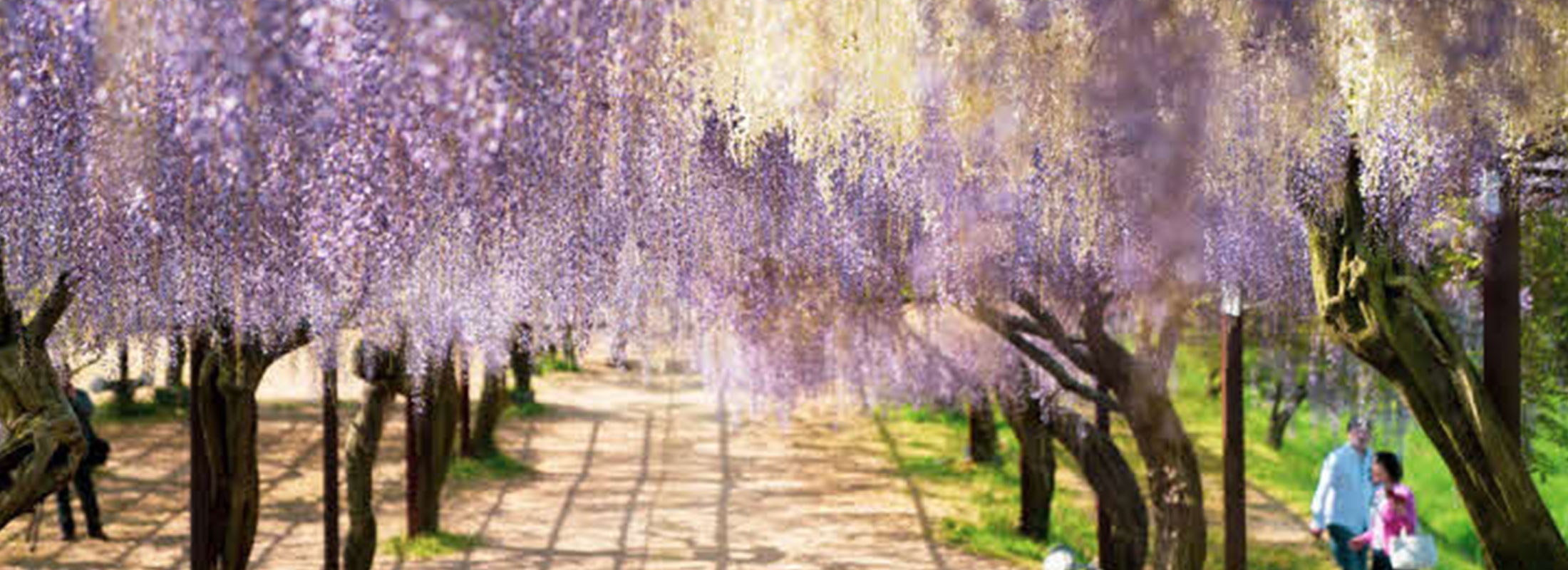 藤公園