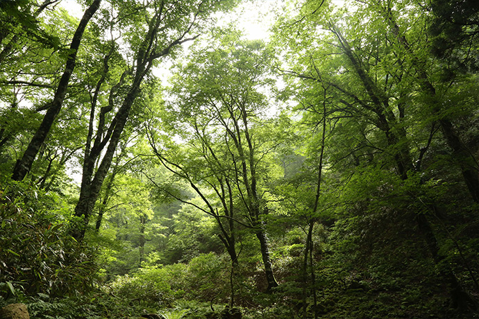 岡山県西粟倉村の緑豊かな森林