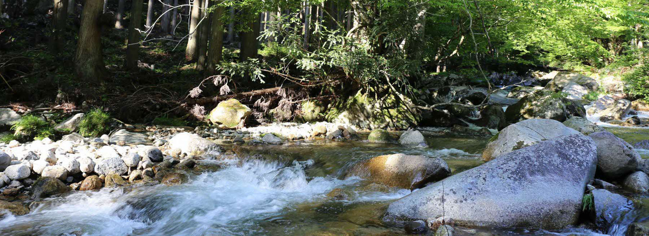 渓流と森