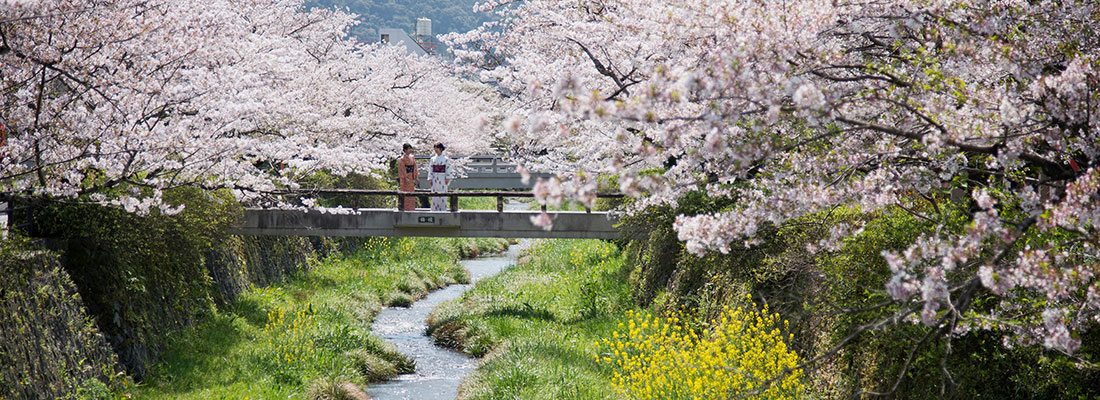 一の坂川桜