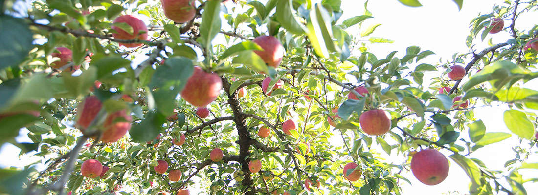 りんご園