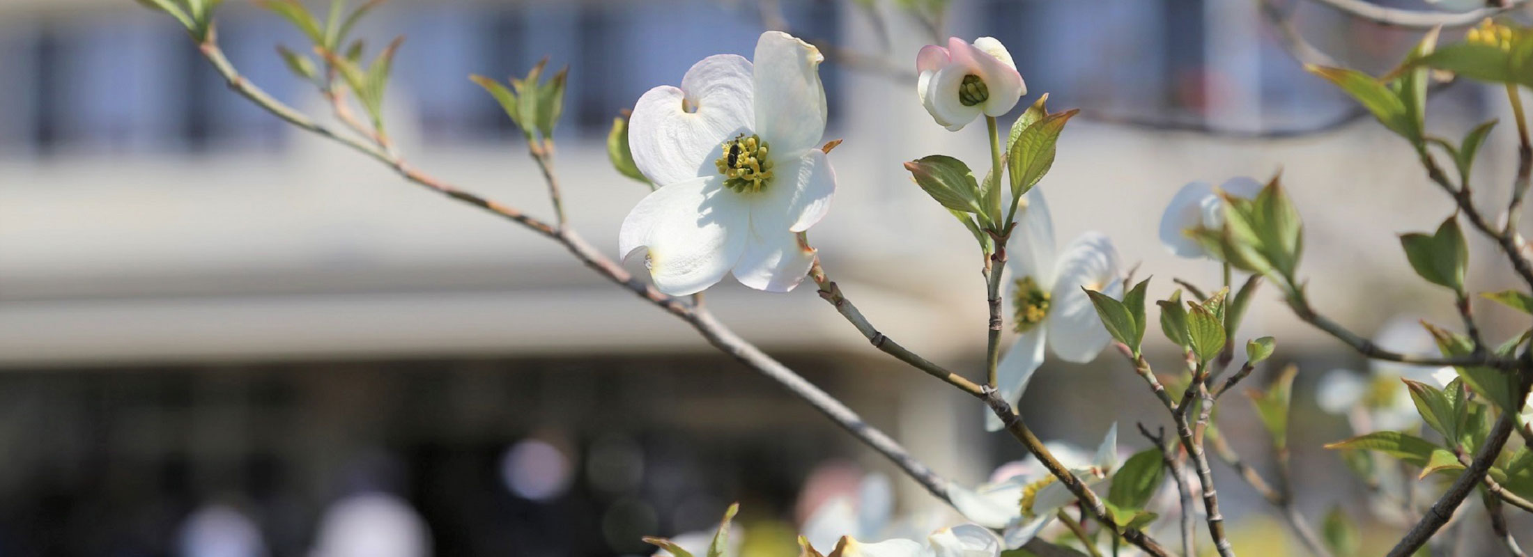 花水木(市の花)