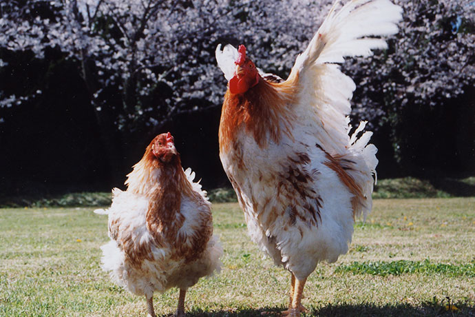 地鶏シェア全国第1位を誇る「阿波尾鶏」