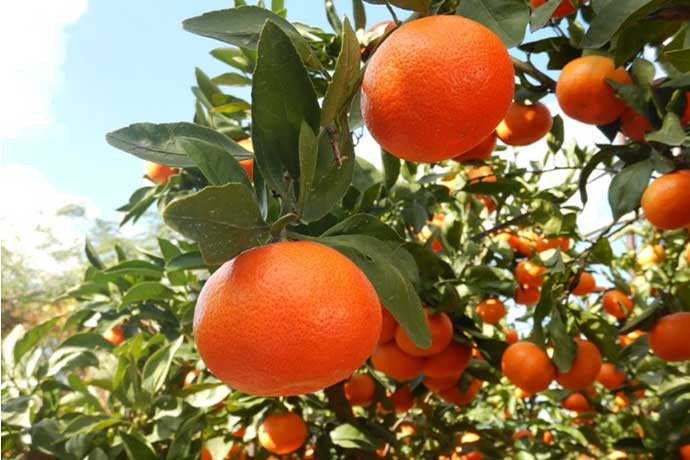 坂出発祥のみかん・小原紅早生（金時ミカン）