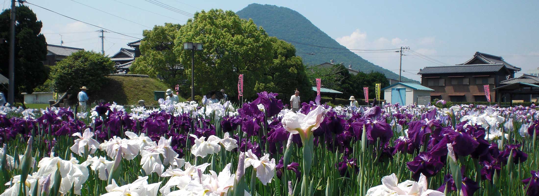 4.川津花菖蒲園