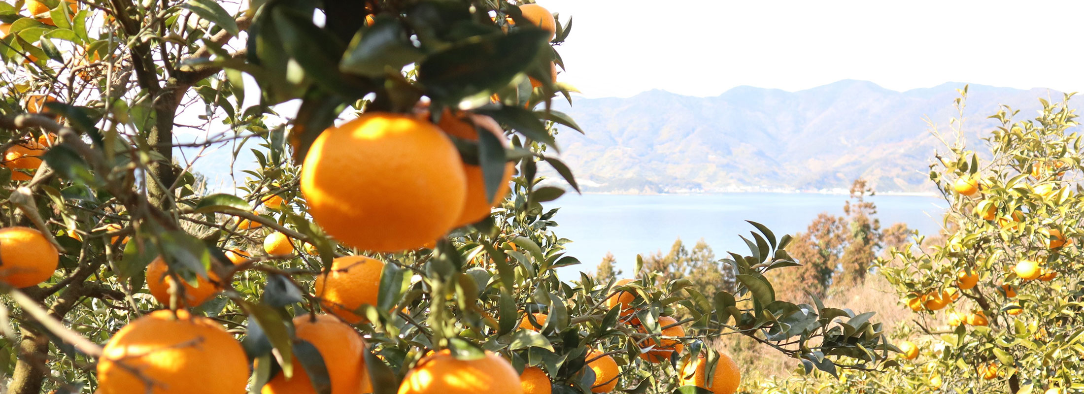 みかん山
