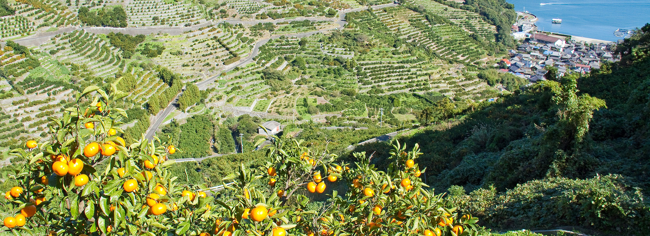 みかんとリアス式