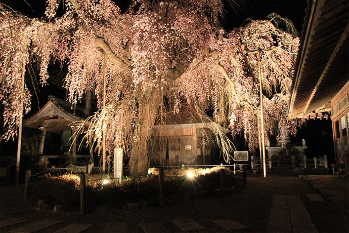 樹齢150年の幻想的な桜　法蓮寺のしだれ桜