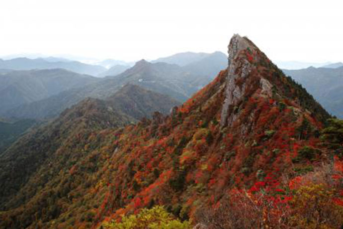 色鮮やかに染まる神の山　石鎚山・面河渓の紅葉