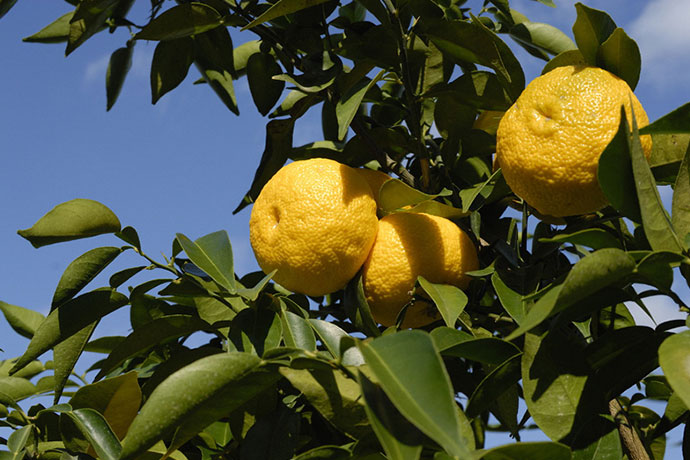 収穫前のゆず