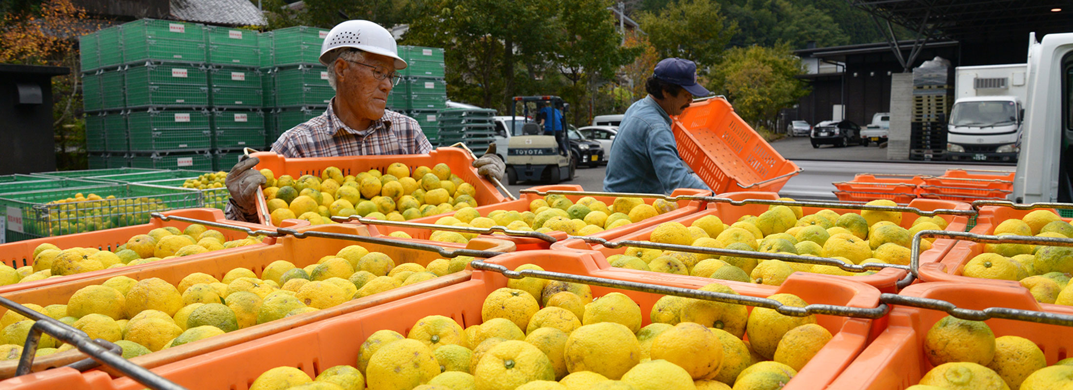 ユズの出荷