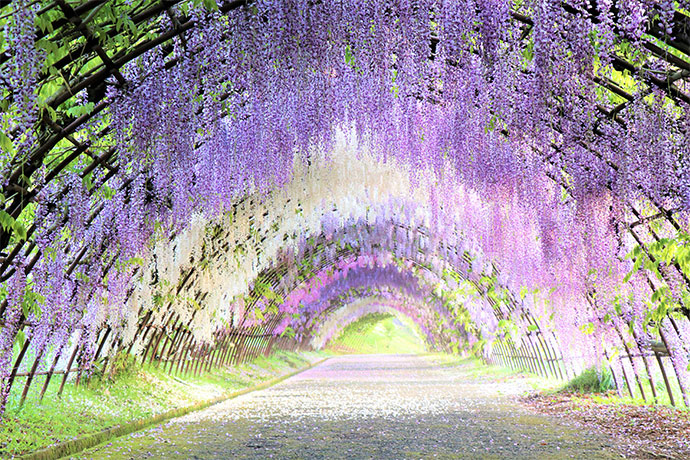 アメリカCNN「日本の最も美しい場所31選」河内藤園