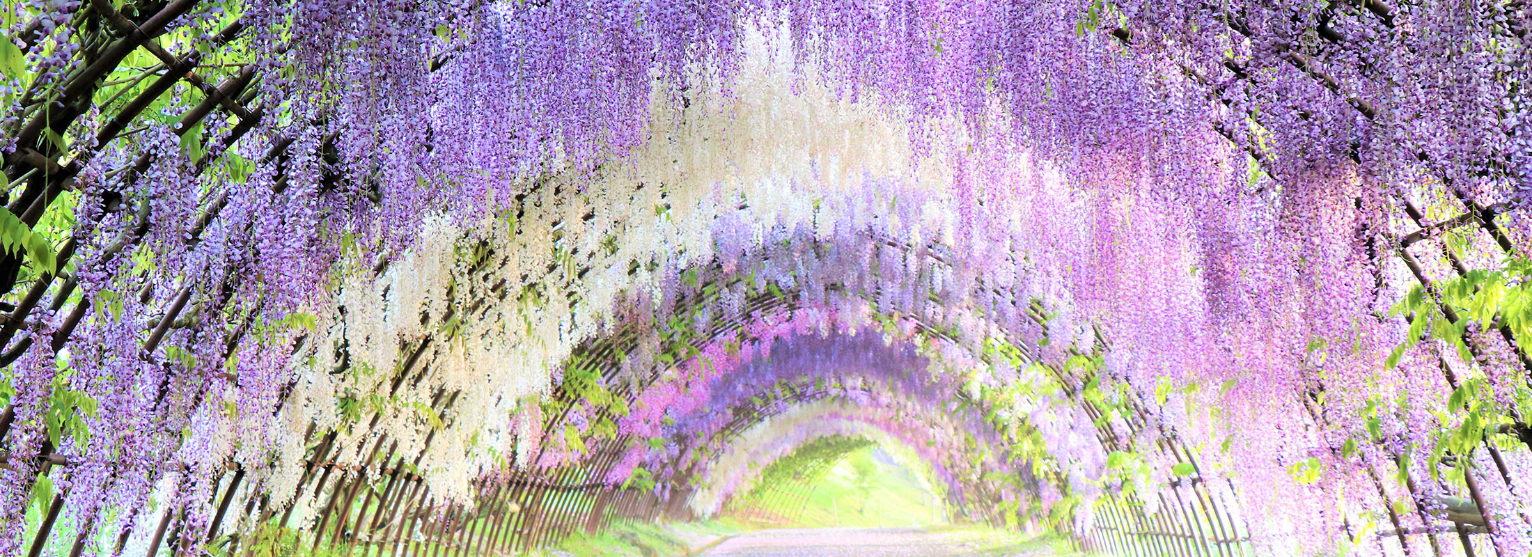 河内藤園
