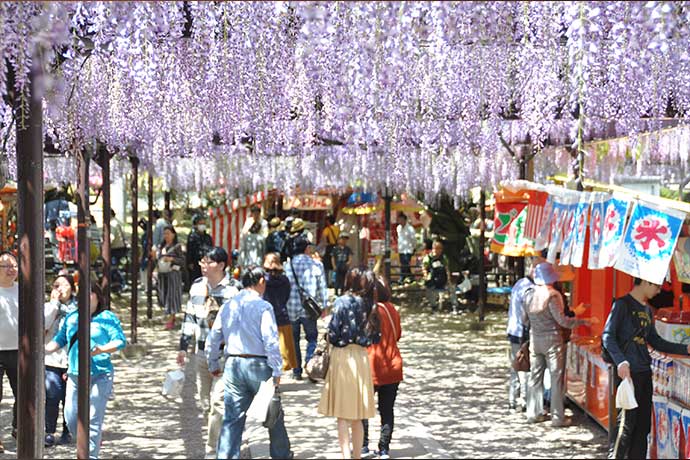 大藤まつり（黒木町）