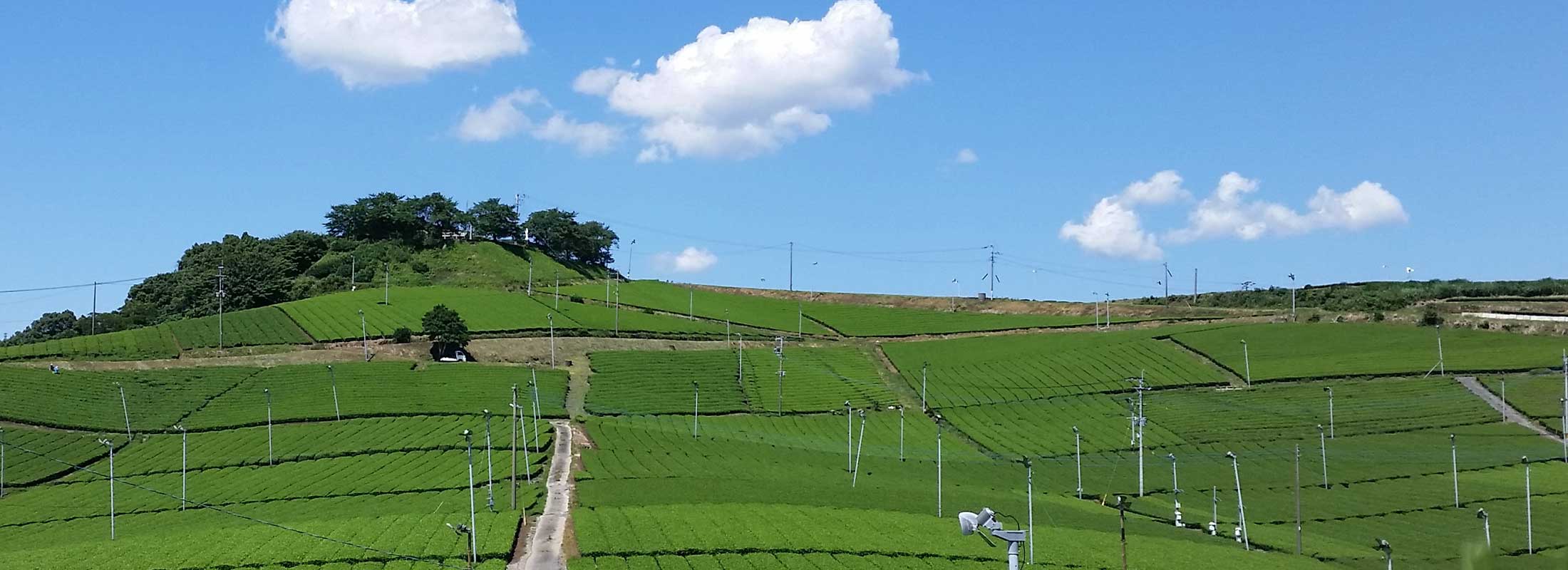 八女中央大茶園