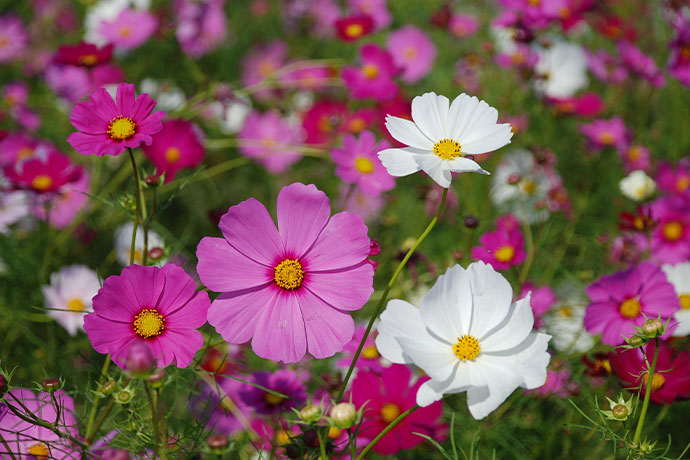 市の花「コスモス」