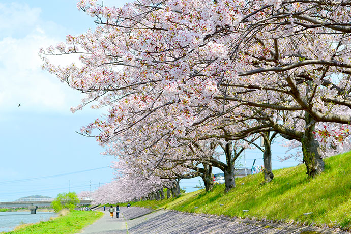 今川河川敷「桜並木」