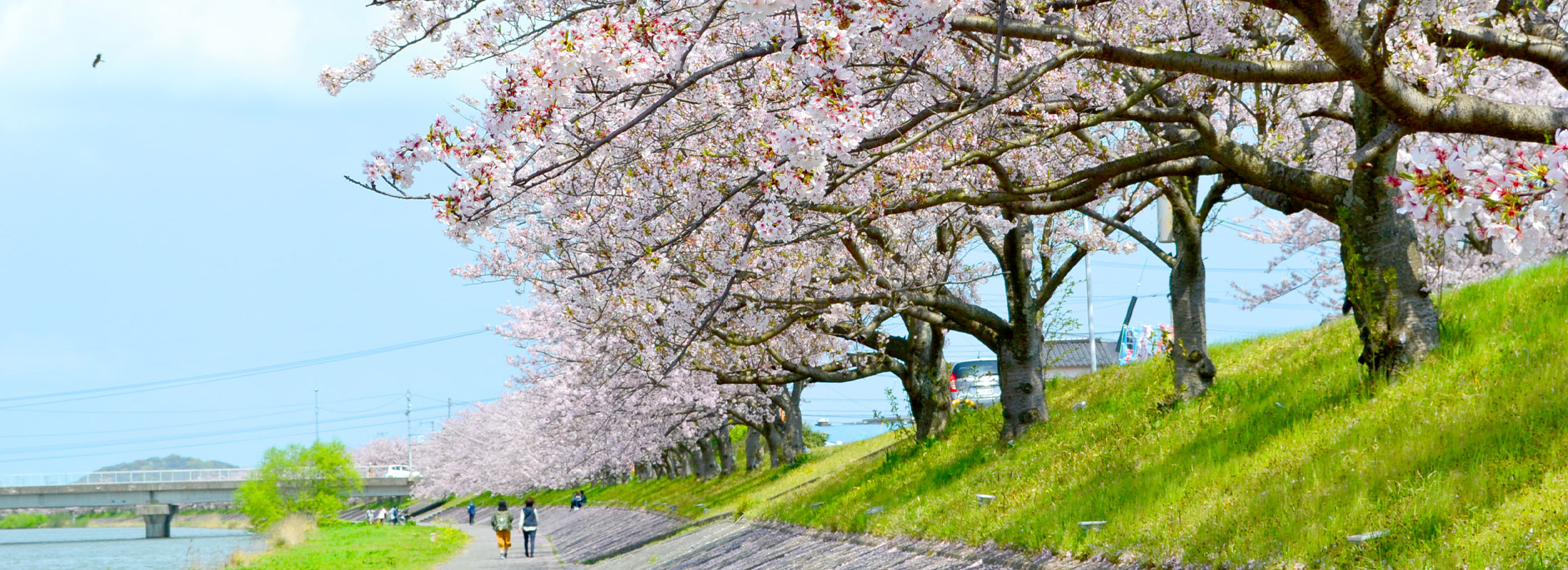 今川河畔の桜