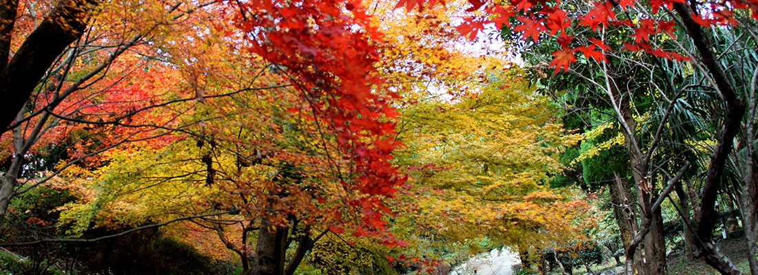 興山園の紅葉