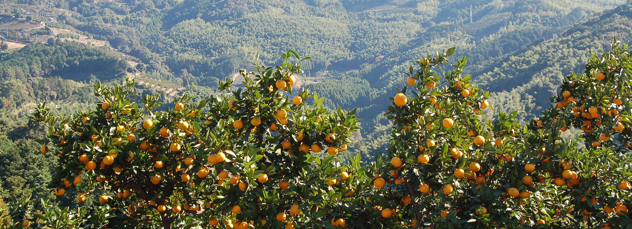 みかん山