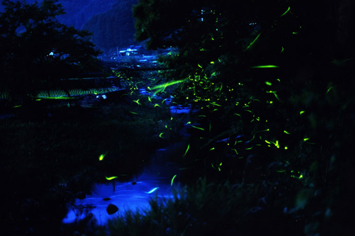 ホタル(6月)