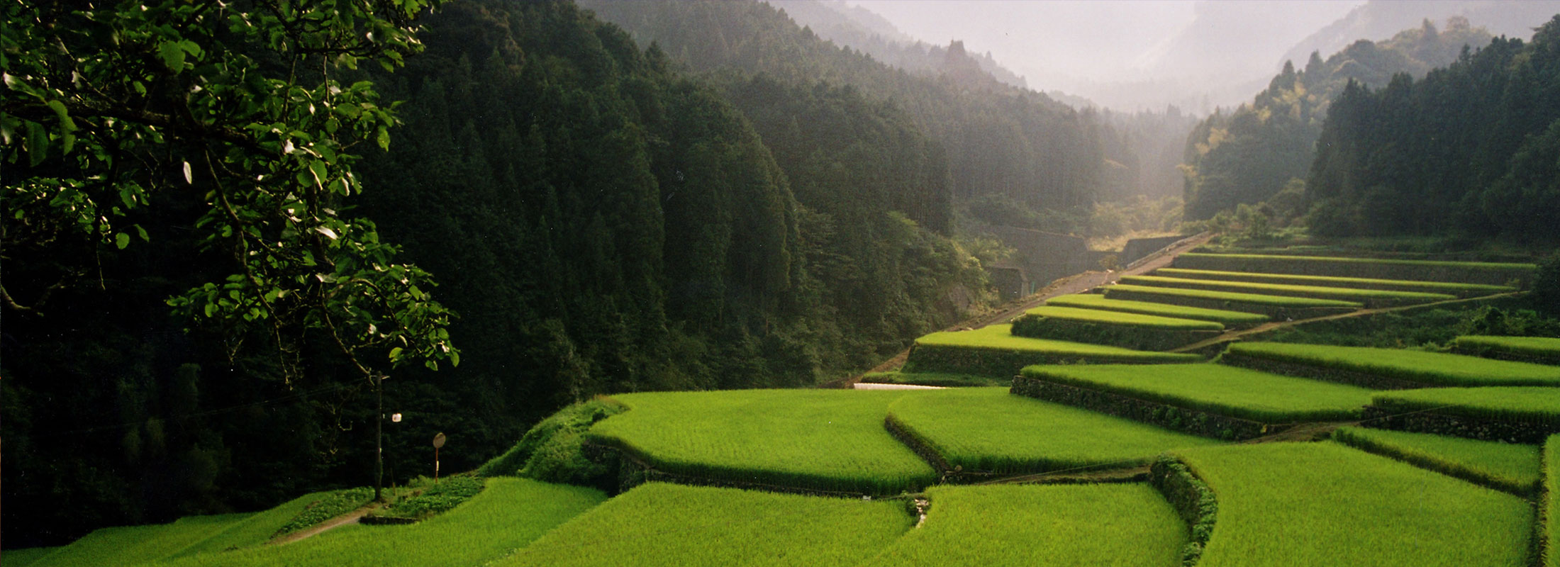 棚田