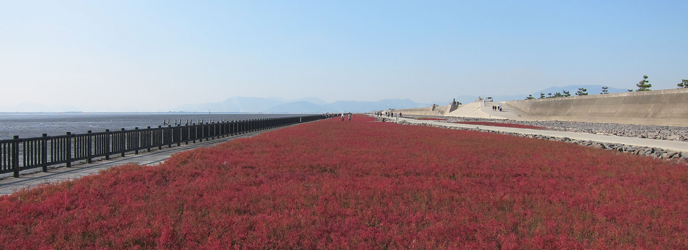 東よか干潟(シチメンソウ)