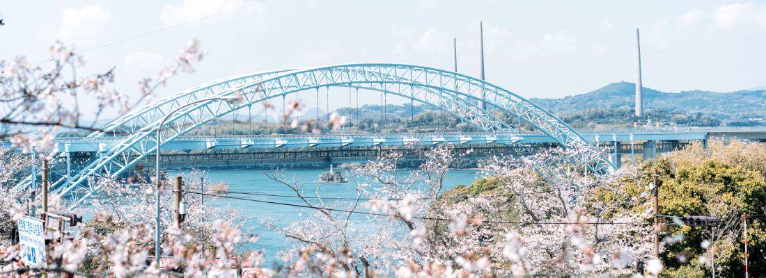 西海橋公園(桜)6