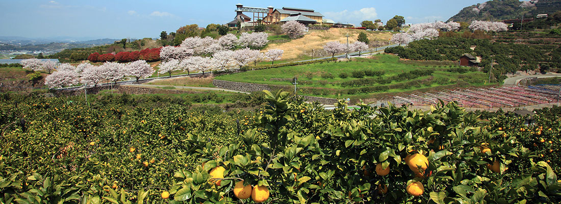 桜とみかんと草枕温泉