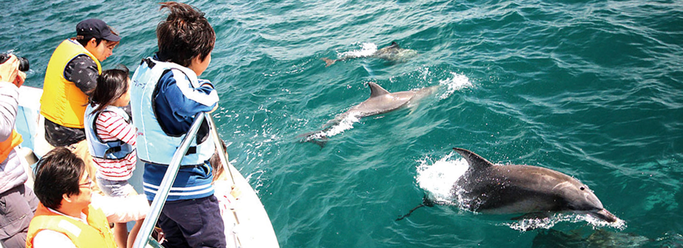 イルカウォッチング
