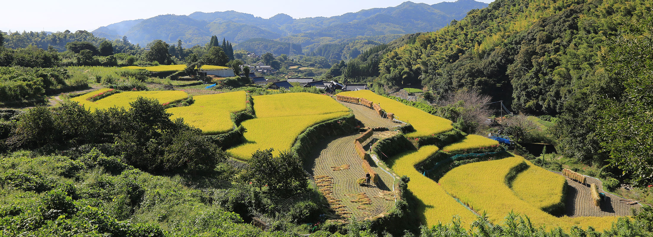 棚田
