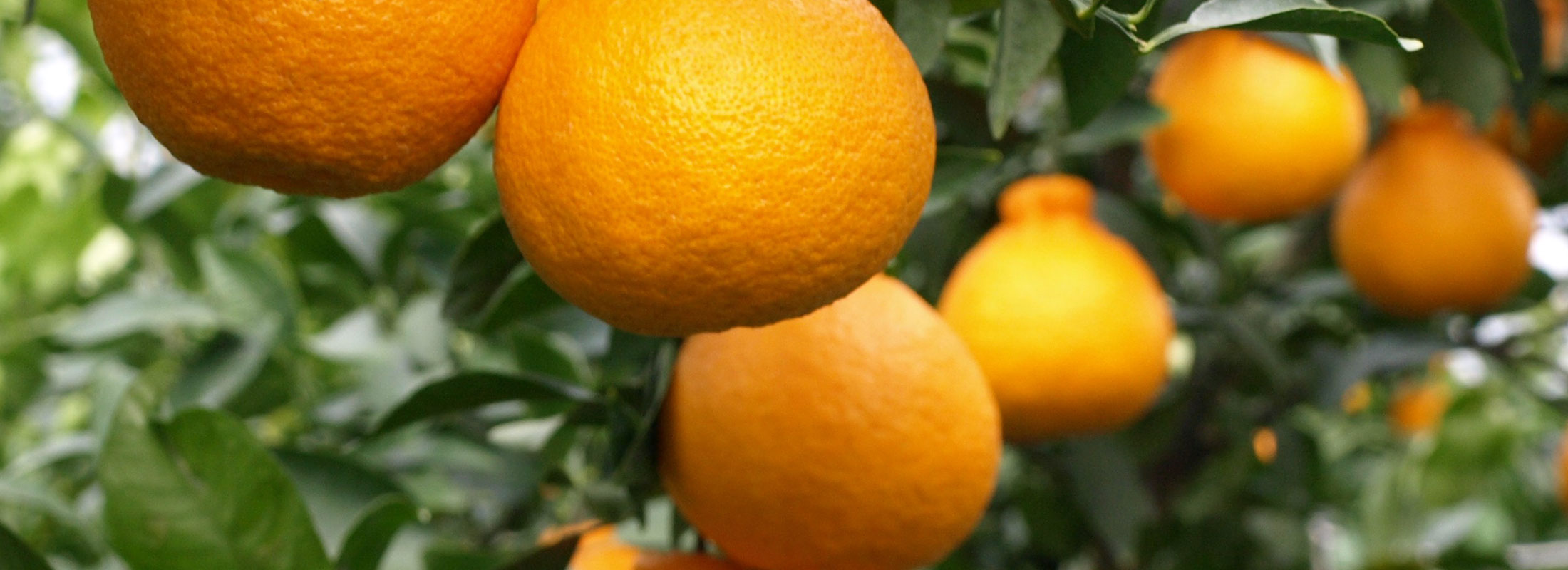 不知火(デコポン)