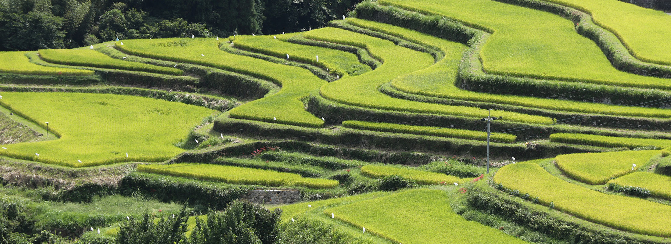 棚田