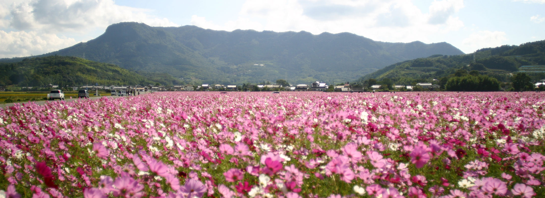 八面山 コスモス