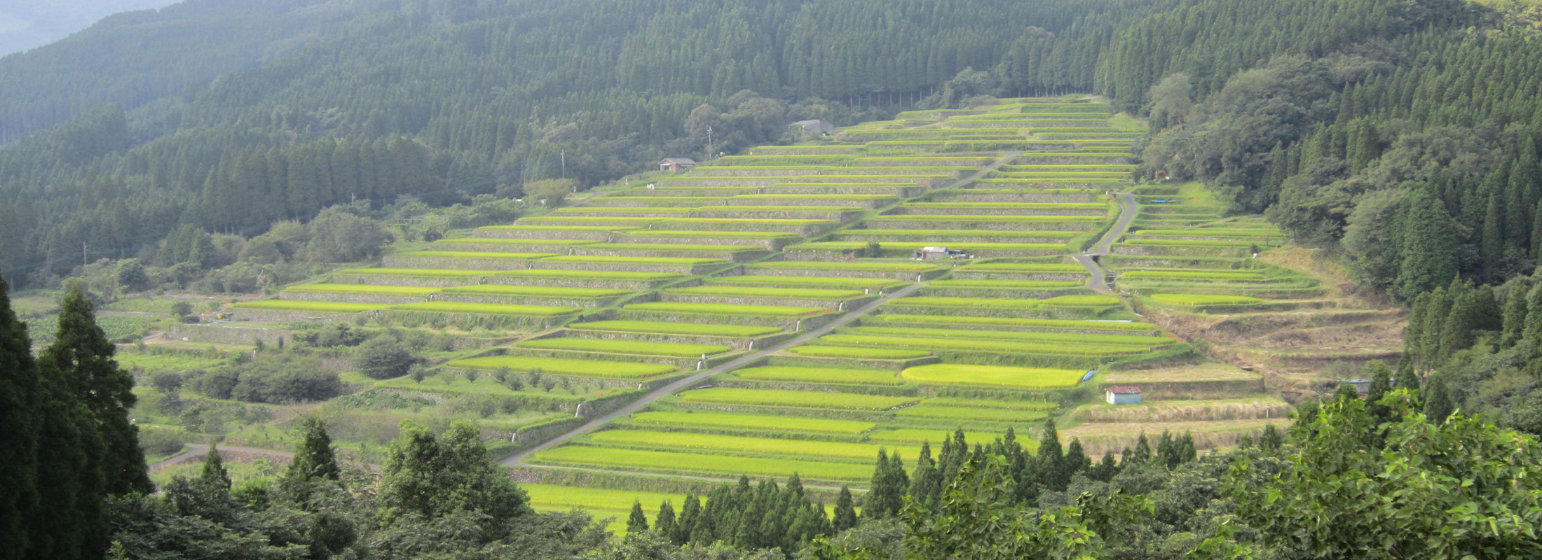 坂元棚田