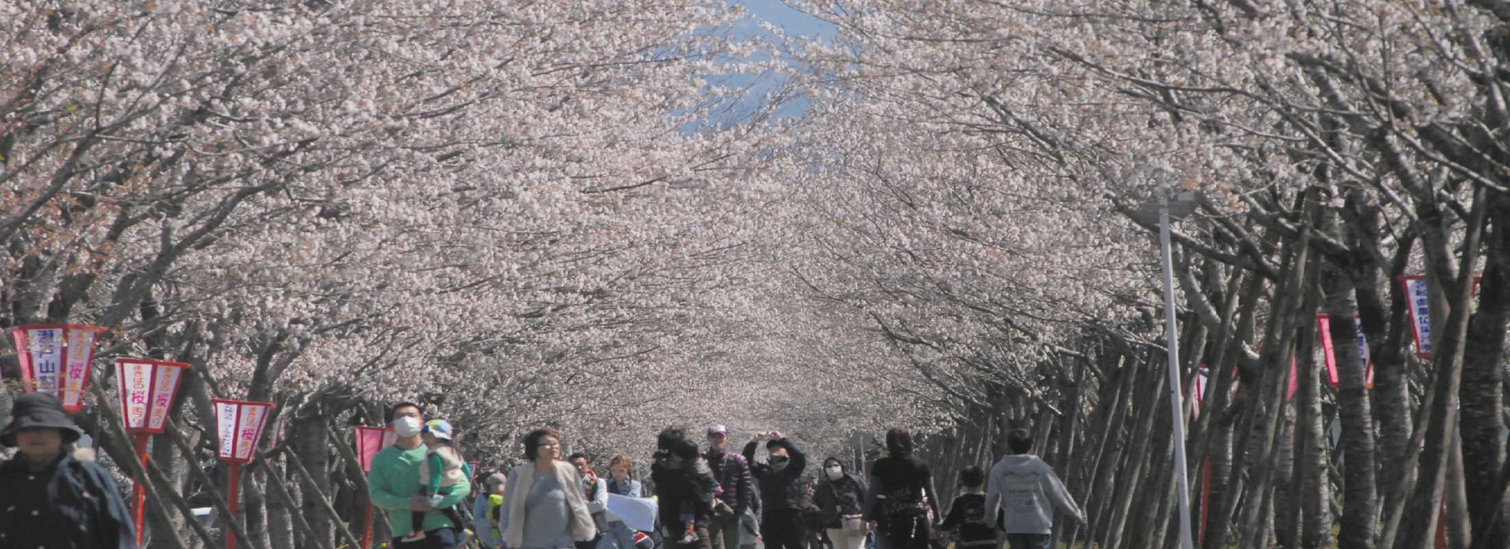 桜並木