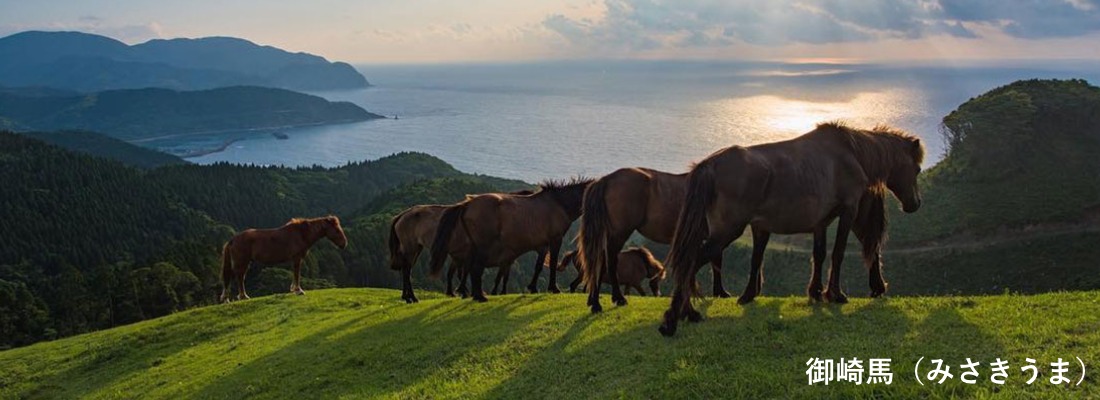 御崎馬(みさきうま)