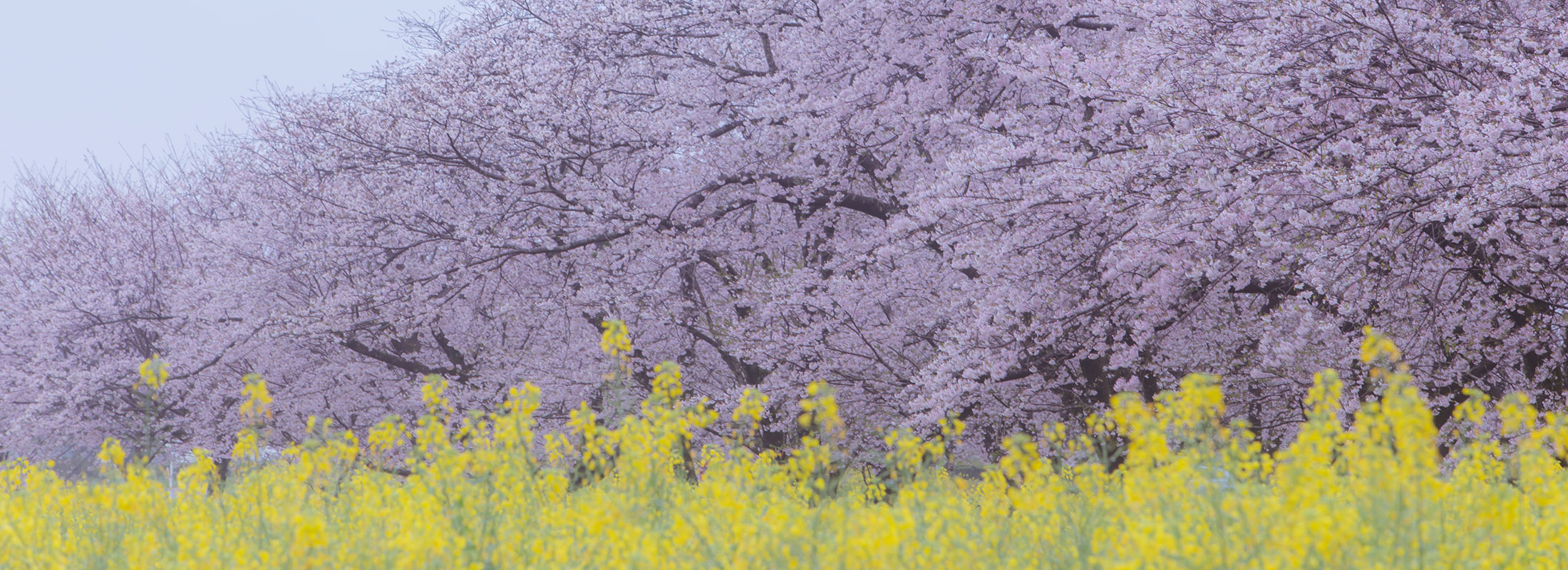 西都原の桜と菜の花