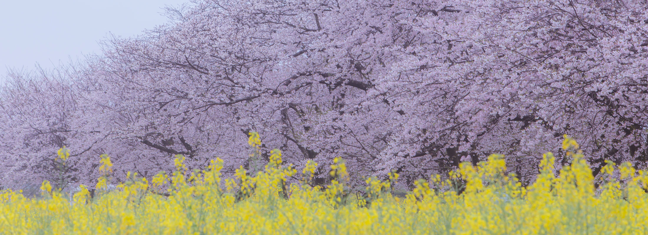 西都原の桜と菜の花